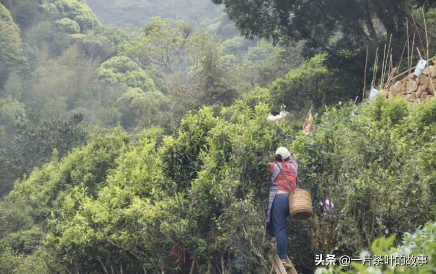 凤凰单丛 ｜黄枝香，浓郁的栀子花香，水路甜爽，茶气充足