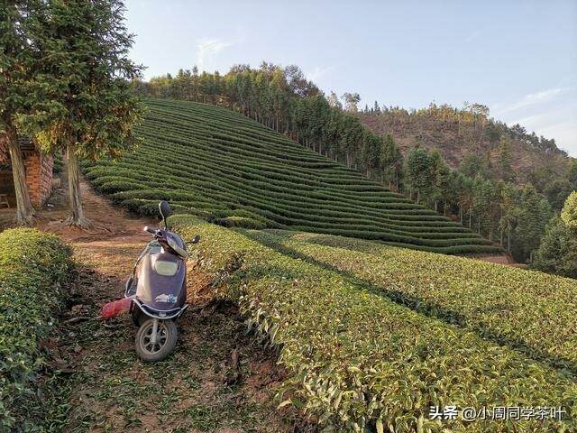 乌龙茶春茶、夏茶与秋茶的辨别