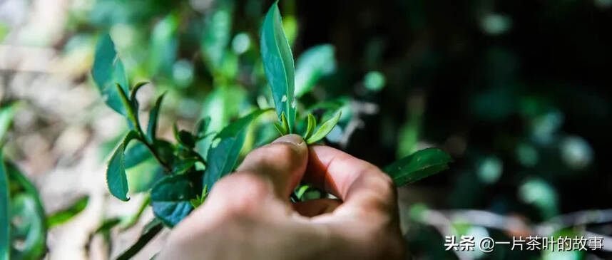 十大名优绿茶背后的传说，你知道几个？