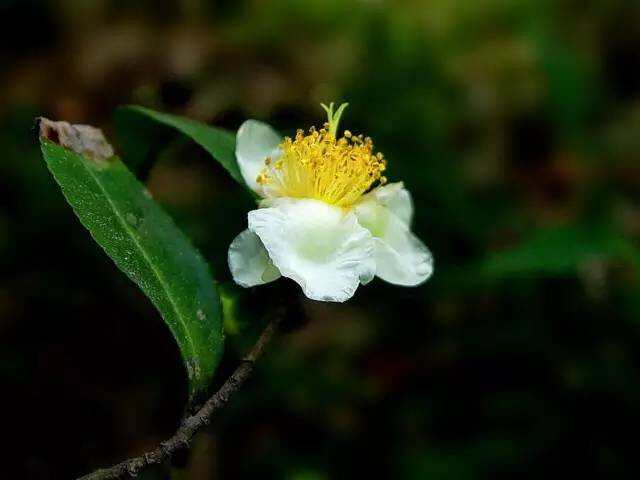 原来铁观音茶树也会开花