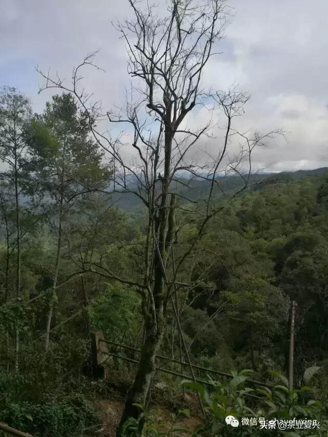 茶乡如何复兴？从茶看云南人的精神