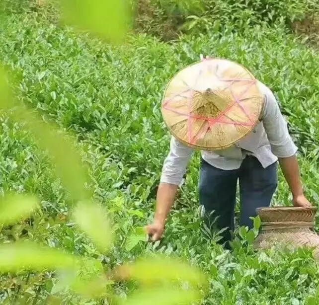 茶园处处飘茶香