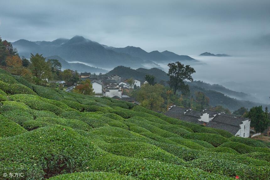 古六大茶山里 易武一定是占有一席之地