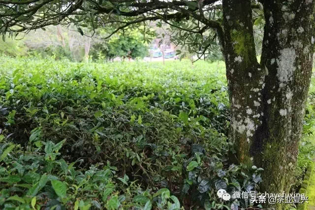 茶乡如何复兴？从茶看云南人的精神