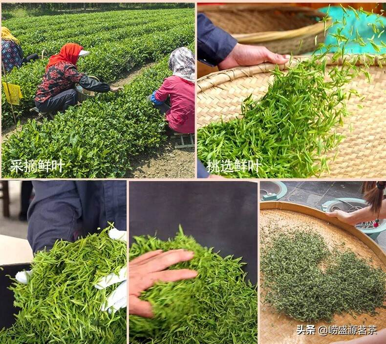 这位老茶农在崂山种茶30余年