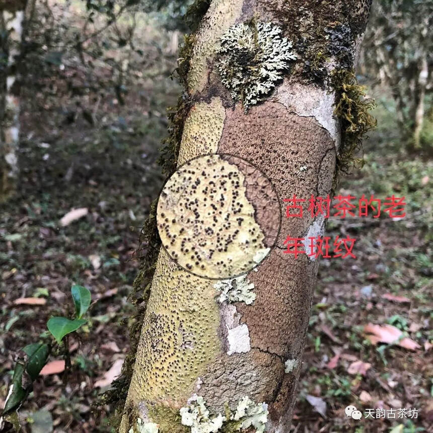 倚邦黄金叶 | 走遍万水千山，醉爱倚邦茶香