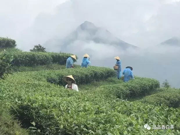 白茶游学丨他说：喝上一杯茶，恋上一座城