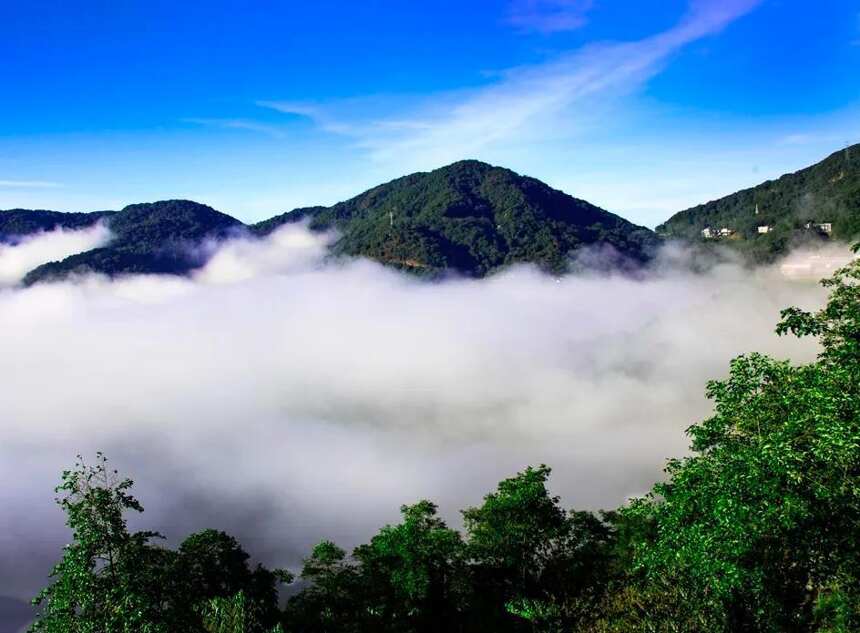 无量山，普洱茶界的最后一匹黑马