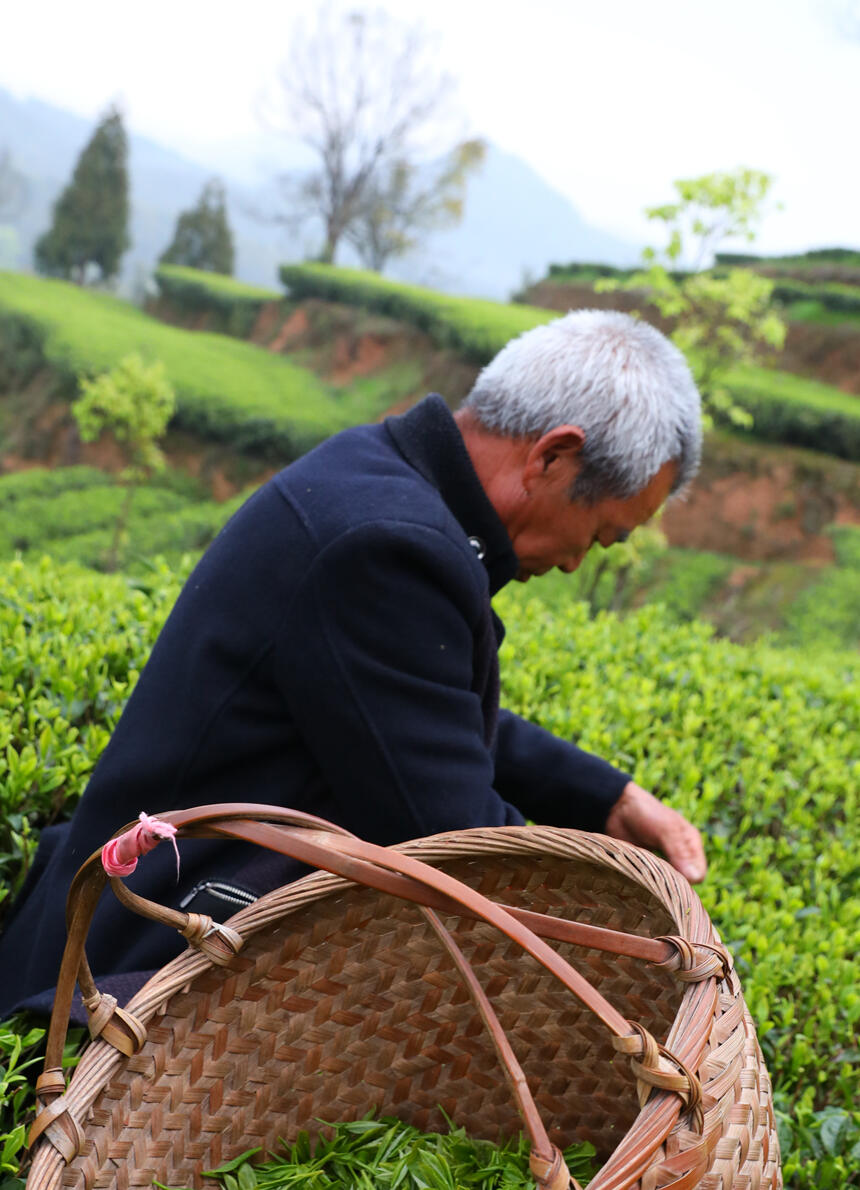 福鼎白茶银针开采记