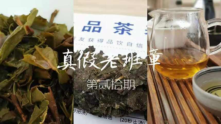 普洱茶茶评第21期：老曼娥古树单株