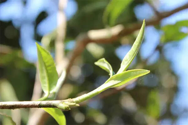 如何辨别春茶、夏茶和秋茶