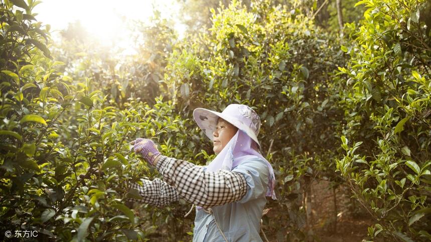 古六大茶山里 易武一定是占有一席之地