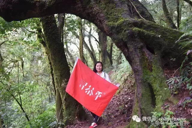 不来勐库大雪山，没有自信称茶人