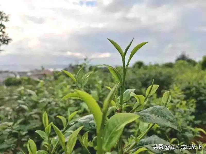 盼了一年，今年的戎氏秋茶怎么样了？