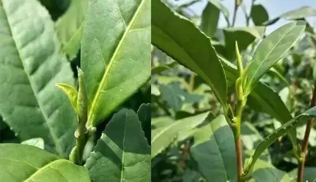 春茶、头采茶、头春茶、明前茶、雨前茶……你分清楚了吗？