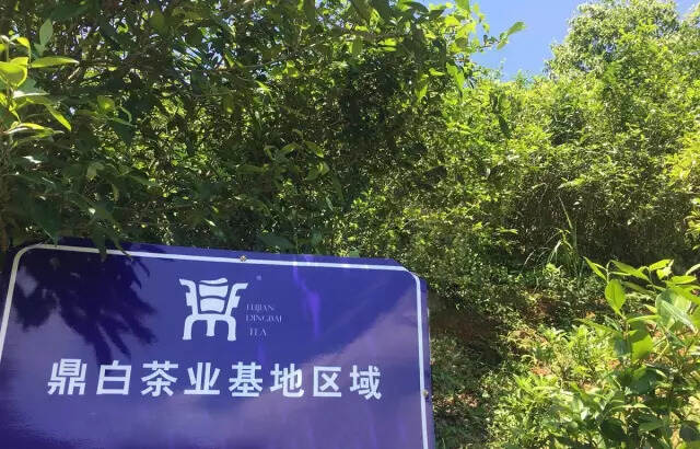 白茶的荒野之美，你是否真的懂得？