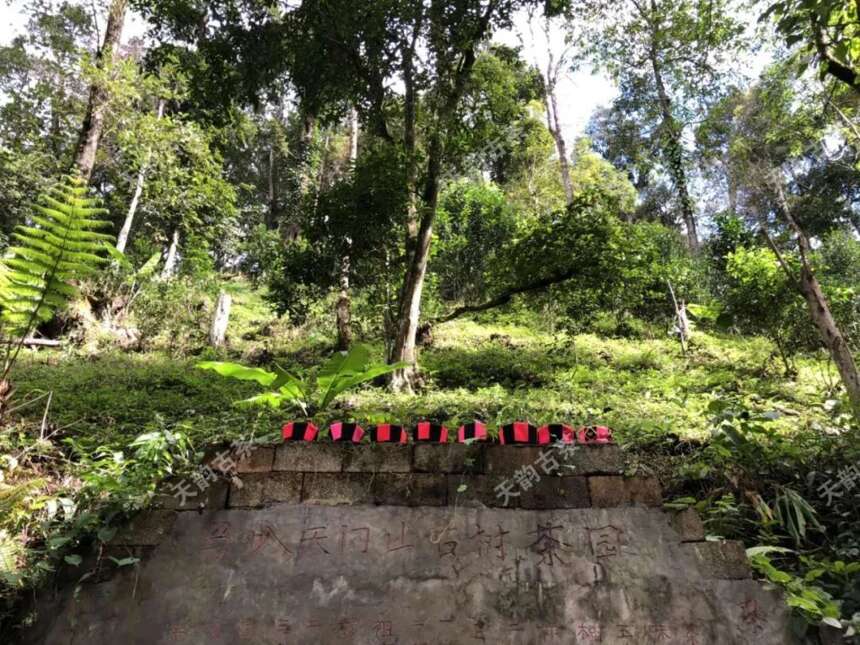 天门山 I 这样的顶级茶品，喝点黄金叶也是件很满足的事