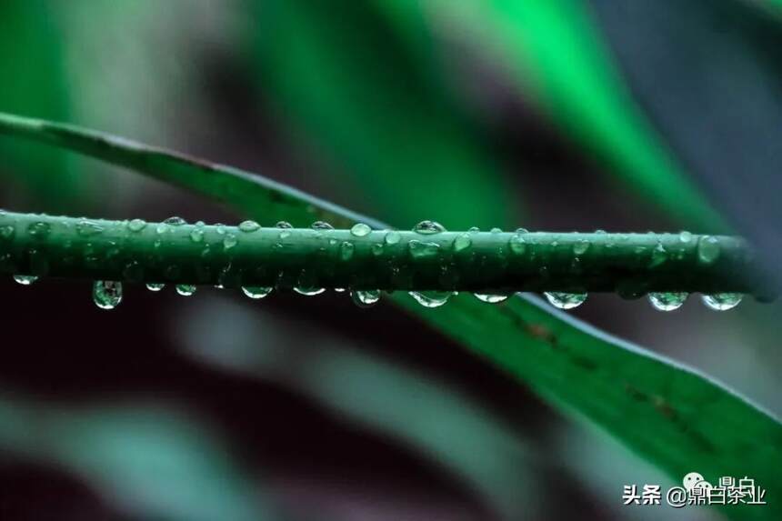 清明 | 温风如茶，万物清明