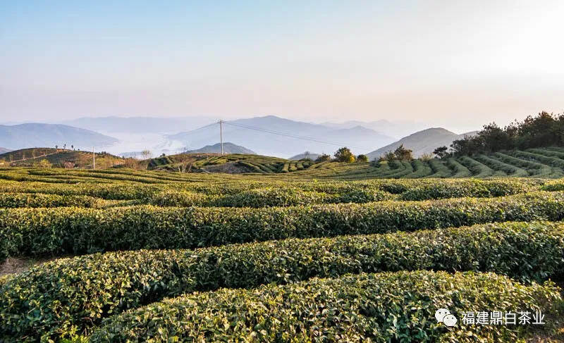 【茶疑解惑】荒野茶的前世今生