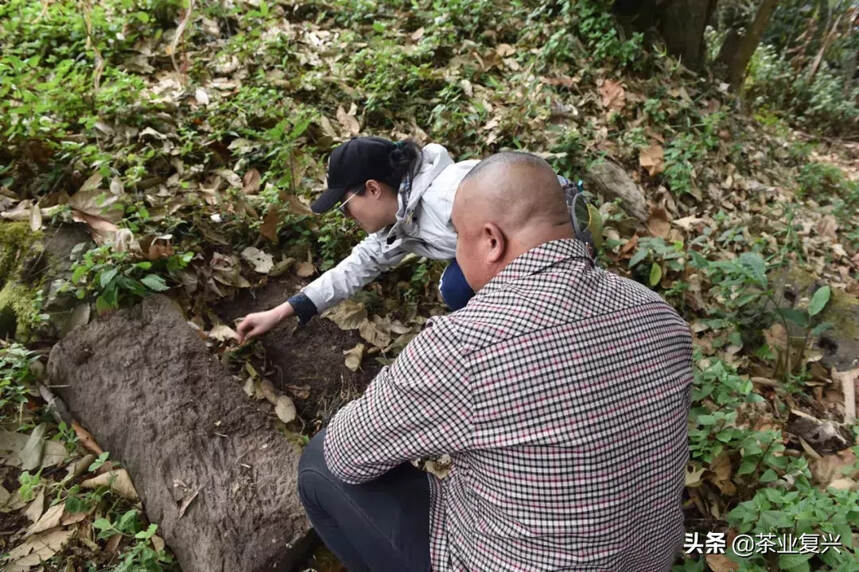 满清皇帝为了喝上普洱茶，策划了一场攻打茶山的大阴谋