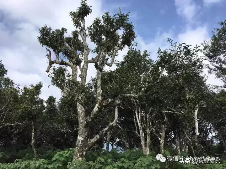 古树茶最大的机密，你肯定想不到......