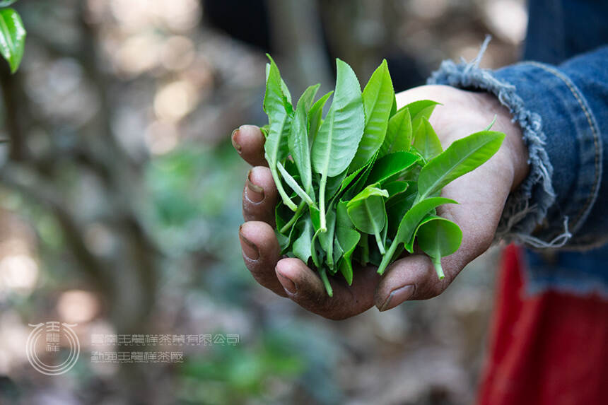 茶知识 | 悉心存放的普洱茶为何越存越苦？