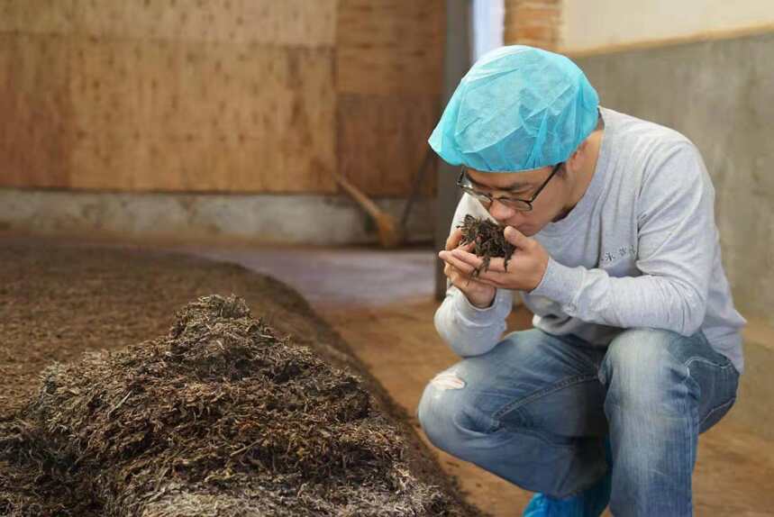 熟茶翻堆——带你感受普洱茶由生变熟的魅力