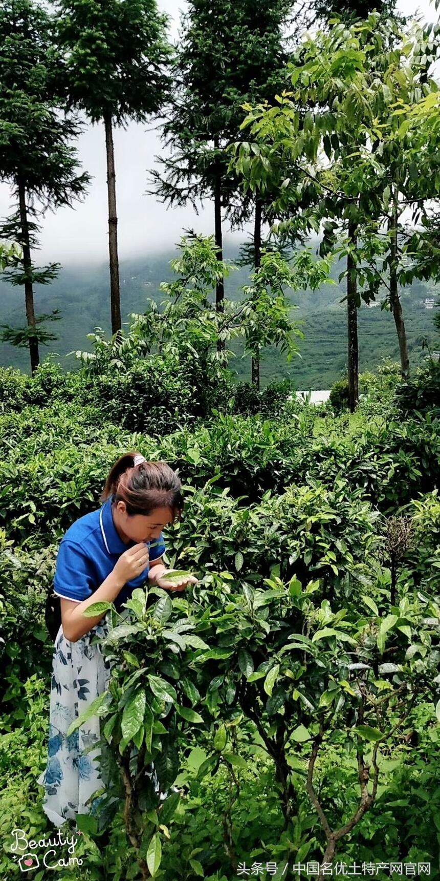 红茶怎样发酵轻和发酵过头怎么看？