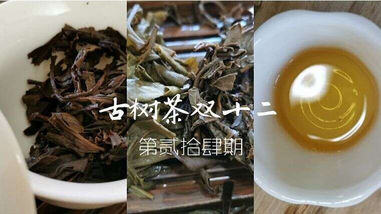 普洱茶茶评第25期：2008易武茶