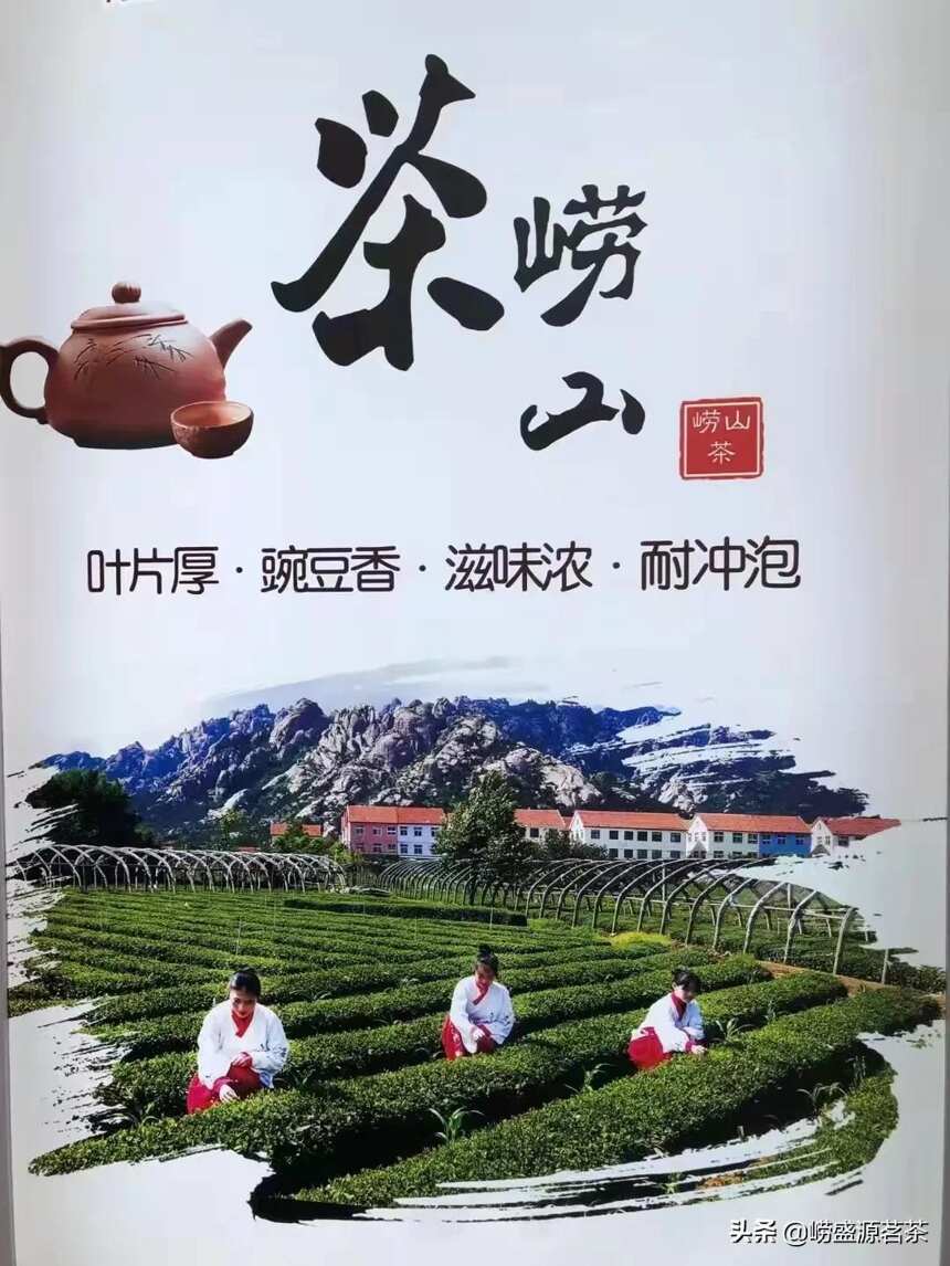 青岛崂山人种植的良心茶