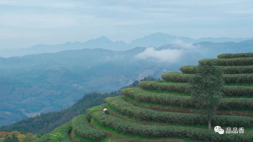 人生海海，于繁春遇见如诗的茶