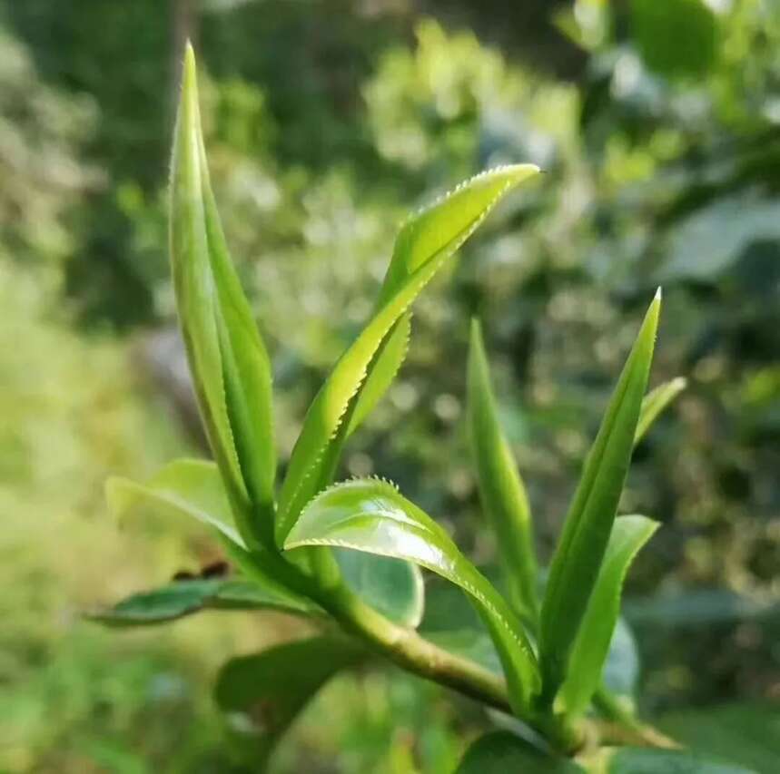 天韵古茶｜普洱茶四大核心基地，为源头品质奠定了良好的基础