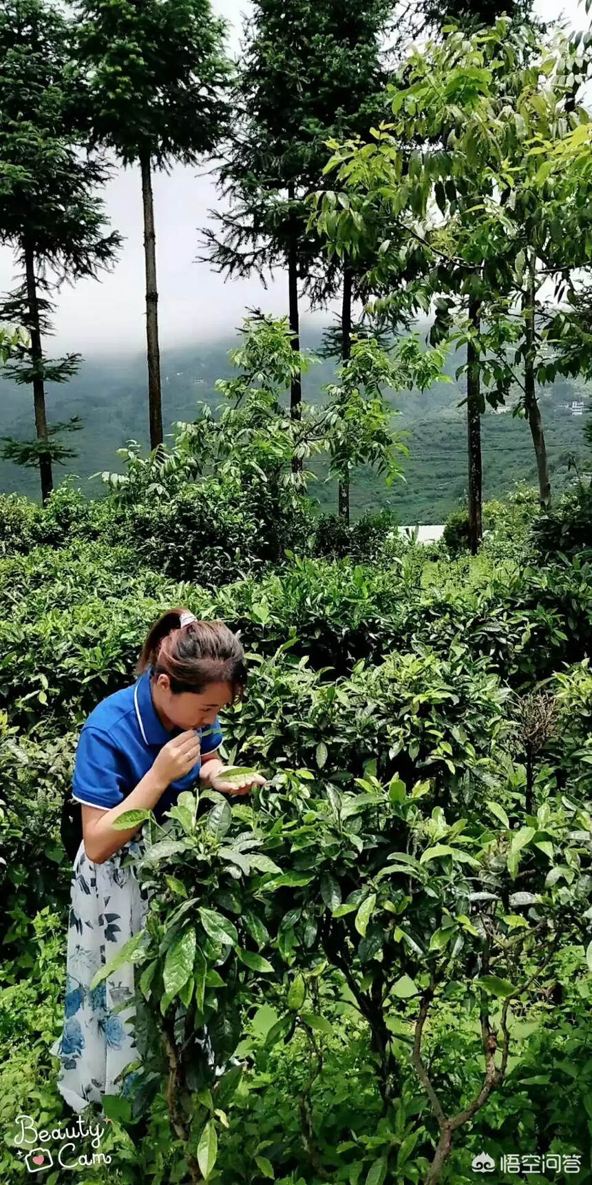 茶业茶叶未来趋势？