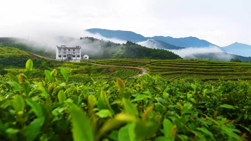 每片茶叶，都有属于自己的生态茶园