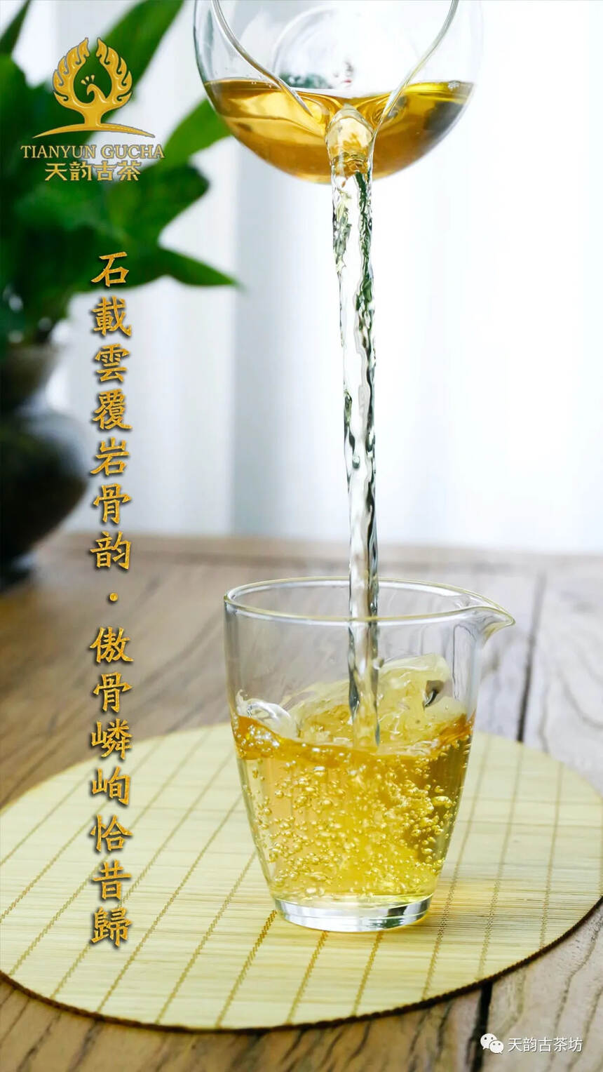 茶者，上者生烂石｜岩韵古树茶从山野石缝中长出来