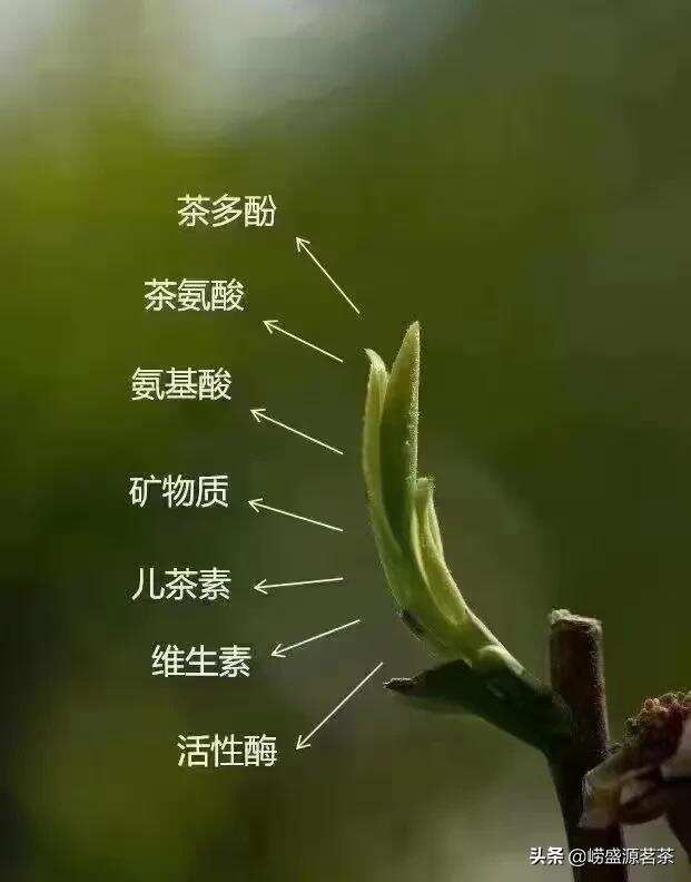 崂山绿茶真的那么好喝吗？