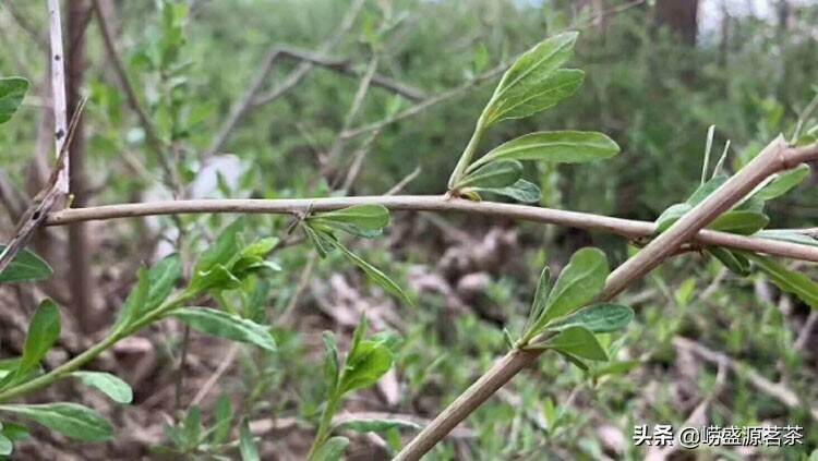 用山上的野生枸杞叶炒制的茶叶你喝过吗？