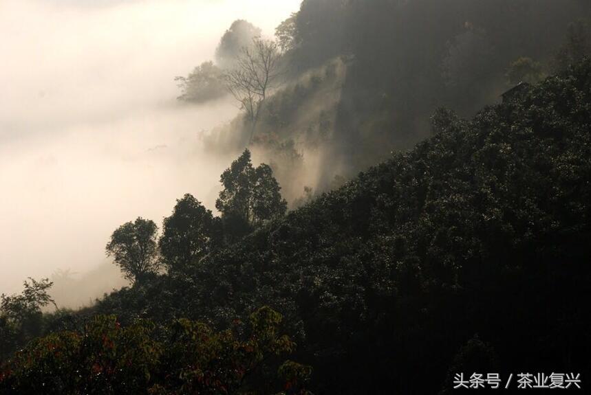 从无量山樱花谷到景迈山万亩古茶园，云南茶山的美你见过多少？