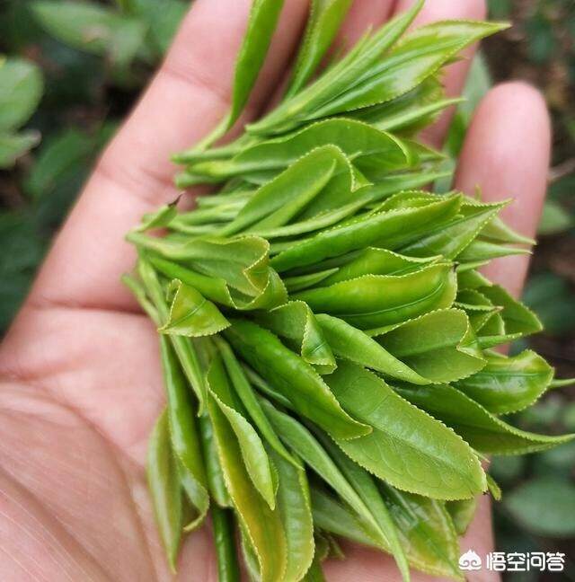 日照茶怎么看品质？