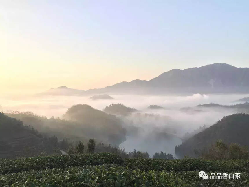 春茶要来啦！第一缕香谁先尝？