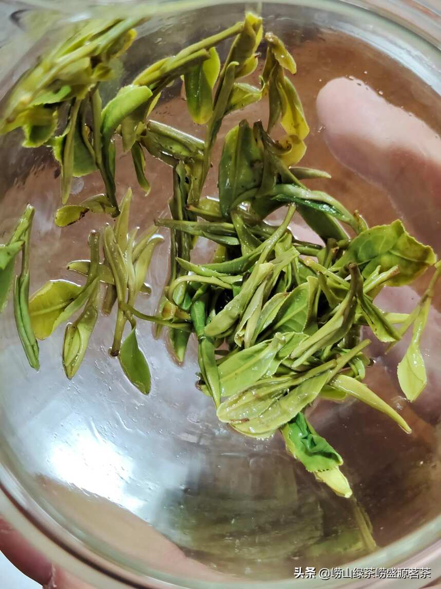 你买到的崂山茶是正宗的吗？小心是“周边崂山茶”