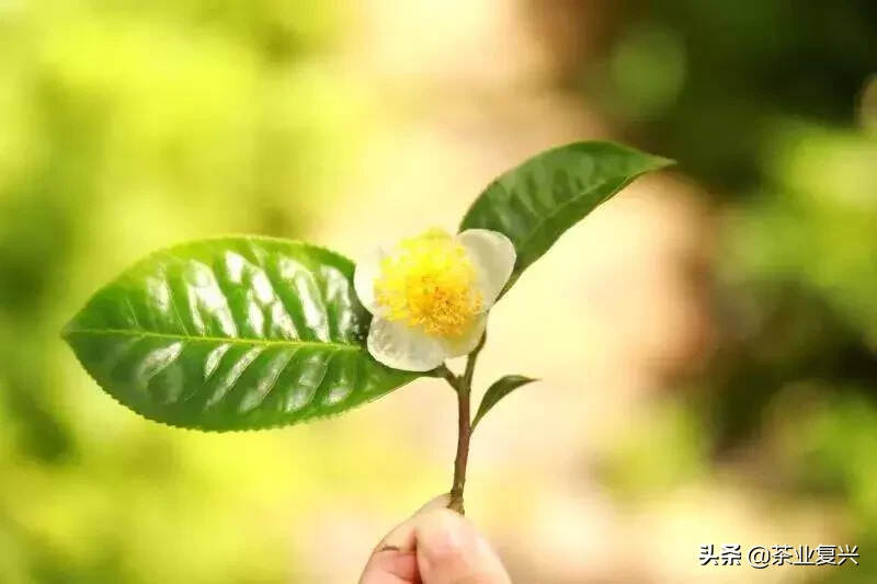 红尘里的茶，红尘里的生活