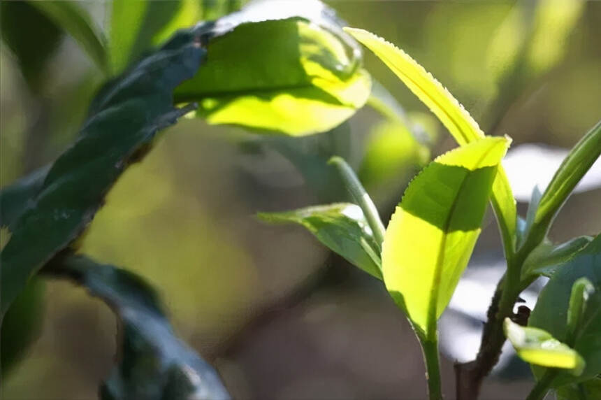 普洱茶动态：区分普洱茶的工艺香和品种香？