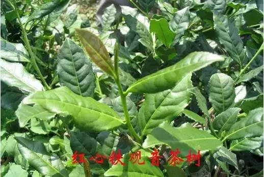 安溪铁观音是绿茶？