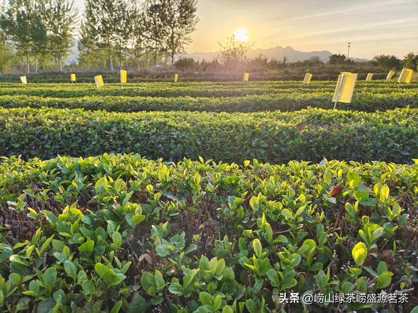 端午节崂山景区首道门票免费，旅游品茶更方便