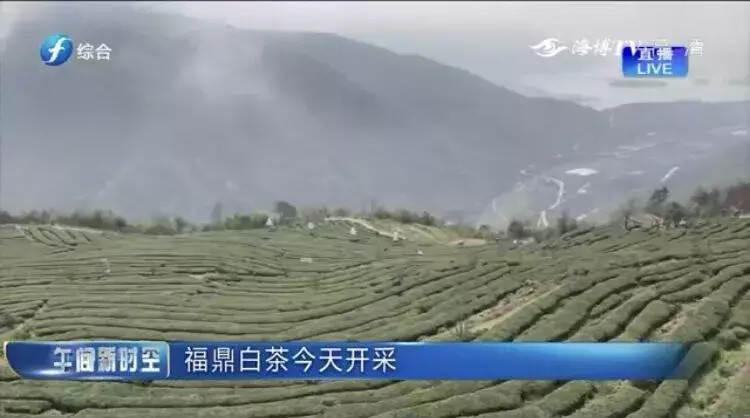 绿水青山就是金山银山，茶叶就是我们的钱袋子