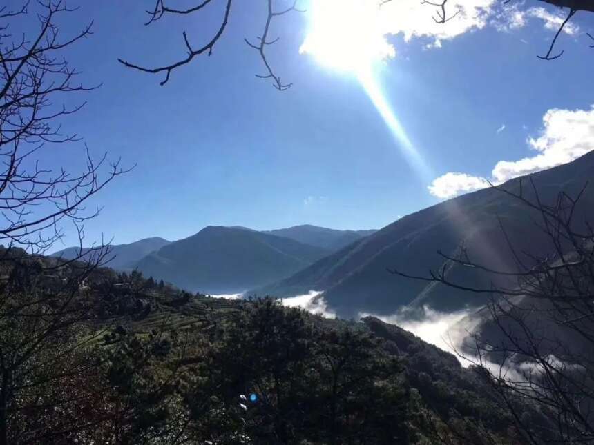 天韵古茶｜普洱茶四大核心基地，为源头品质奠定了良好的基础