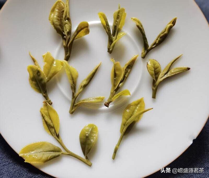 来几款崂山头胚大田扁茶给您看看