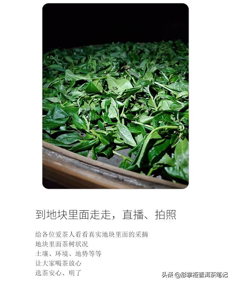 茶山监制每天吃茶8款+，救命！[无用君吃普洱茶日记]