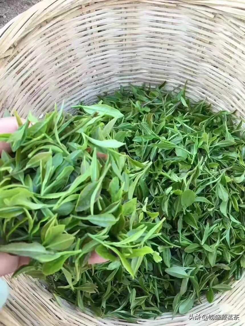 崂山绿茶的品质特点